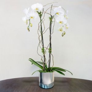 Orquídea Phalaenopsis en plena floración - Flores.Guru